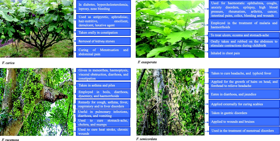 Ethnomedicinal properties of some important Indian Ficus species.