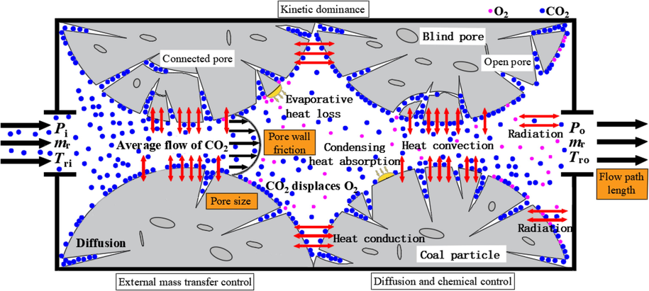 Heat and mass transfer process of coal-CO2 system.