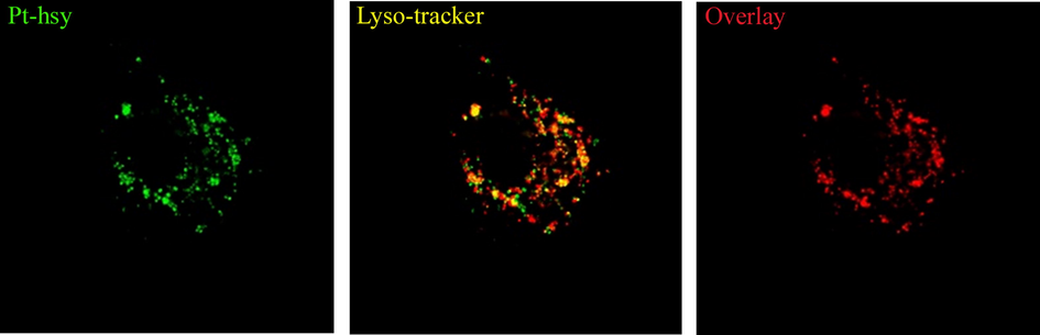 Bioimagings of Pt-hsy (incubated with 10 μM/30 min at 37 °C).