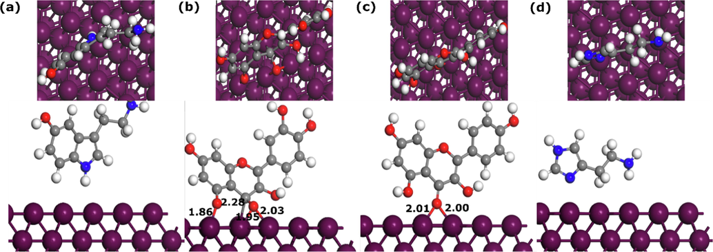 The DFTB optimized perpendicular adsorption geometries of NE components adsorbed on Fe(1 1 0) surface. (a)-(d) are SERO, QUER, KAEM, and HIST, respectively. Bond distances are in Å.