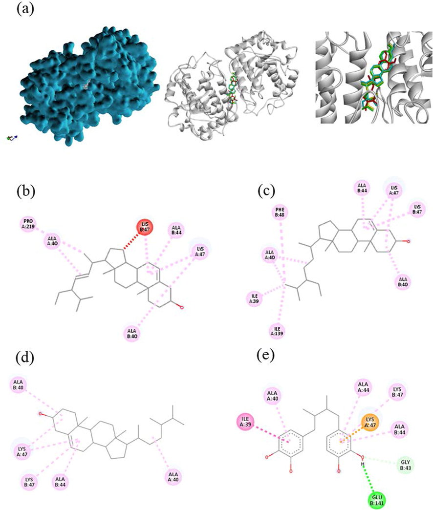 Interaction visualization of four ligands binding 3NM8 with BIOVIA discovery studio - stigmasterol in blue, beta-sitosterol in yellow, campesterol in green, NDGA in red (a), 2D interaction of stigmasterol (b), beta-sitosterol (c), campesterol (d), NDGA (e).