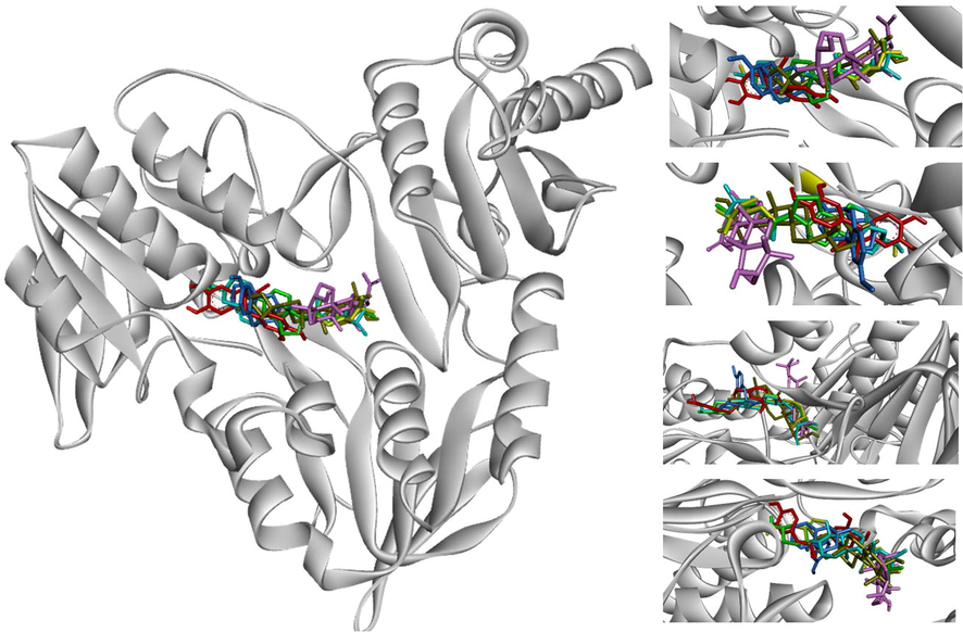 Interaction visualization of seven ligands binding active site of 2CDU with BIOVIA discovery studio- stigmasterol (blue, #55ffff), beta-sitosterol (yellow, #ffff00), campesterol (green, #00ff00), lupeol (light pink, #ffaaff), glutinol (light yellow, #aaaa00), NDGA (red, #ff0000), DEX (light blue, #55aaff).