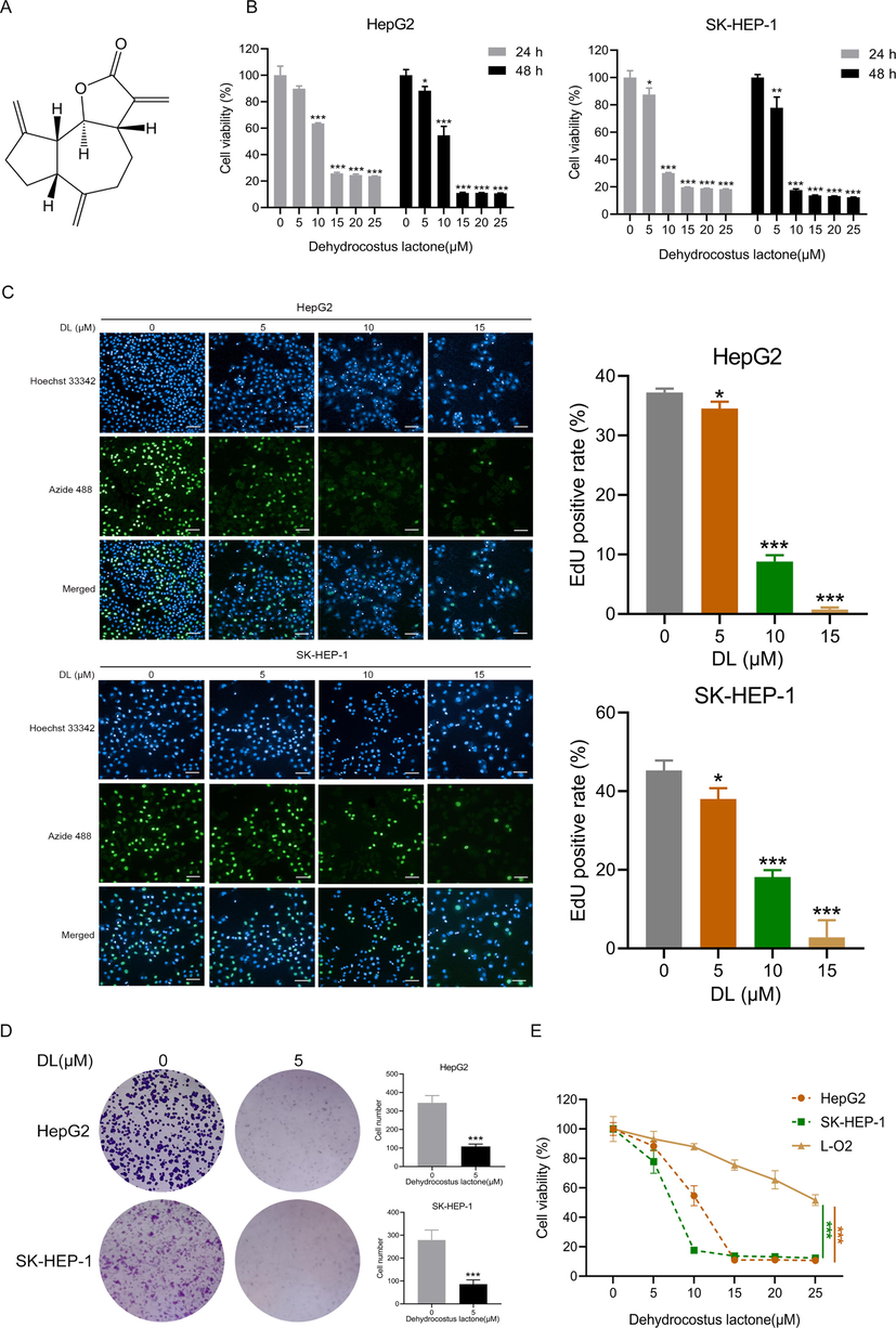 DL repressed HCC cell proliferation. (A) The structure of DL. (B) Viability of the two HCC cell lines incubated with DL for 24 and 48 h. (C) Representative fluorescence images of HCC cells incubated for 24 h with 5, 10, and 15 μM DL and stained by BeyoClick™EdU-488 (20 × water lens, NA 1.0). The right panel indicates the EdU-positive proportion. (D) Representative images of colonies formed by the HCC cells treated with 5 μM DL for 12 days. (E) Viability of the HCC cells and normal hepatocytes following incubation for 48 h with DL. *P < 0.05, **P < 0.01, ***P < 0.001.