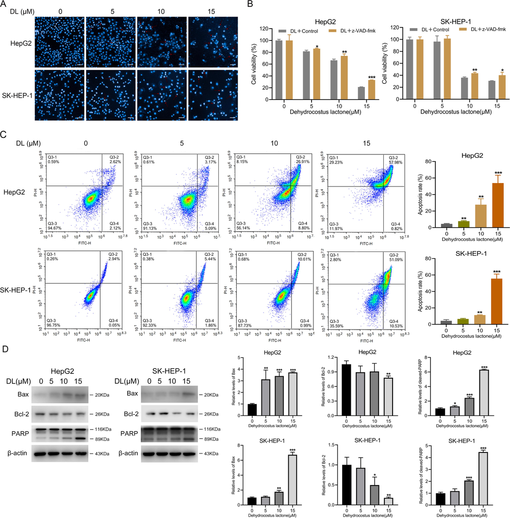 DL invoked human HCC cell apoptosis. (A) Representative images of liver cancer cells incubated for 48 h with 0, 5, 10 and 15 μM DL and stained by Hoechst 33258. The apoptotic cells displayed blue fluorescence (20 × water lens, NA 1.0). (B) Viability of the two HCC cell lines incubated for 4 h with or without Z-VAD-fmk (5 μM) before treatment by various concentrations of DL for 24 h. (C) Flow cytometry plots showing percentage of apoptotic cells after DL treatment at various concentrations (0, 5, 10 and 15 μM) for 48 h. (D) Immunoblots showing Bcl-2 and Bax protein levels in cells treated for 24 h with DL (at concentrations of 0, 5, 10 and 15 μM). *P < 0.05, **P < 0.01, ***P < 0.001.