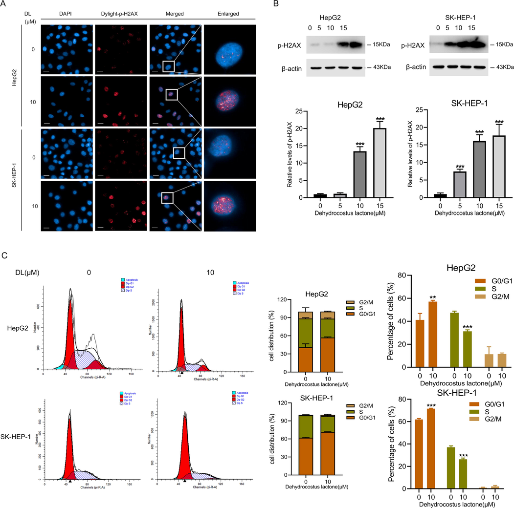 DL induced damage of DNA and blockage of cell cycle at the G1 stage in human HCC cells. (A) Representative fluorescence images showing γ-H2AX foci in cells incubated with DL (10 μM) for 24 h (40 × water lens, NA 1.0). (B) Immunoblotting showing γ-H2AX levels in HCC cells subjected to 24-h-long DL treatments (at concentrations of 0, 5, 10 and 20 μM). (C) Flow cytometry plots showing the distribution of human HCC cells at different stages of cell cycle following treatment by 10 μM DL for 48 h. **P < 0.01, ***P < 0.001.