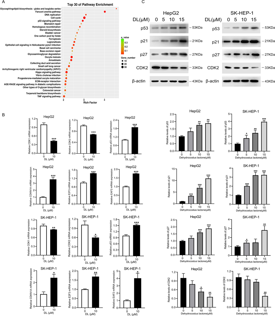 DL can regulate the p53-p21-CDK2 signaling pathway to exert an anti-hepatic carcinoma effect. (A) Cells were subjected to a 24-h DL treatment at 10 μM and subsequently transcriptome sequencing. Transcriptome data analysis to identify enriched pathways. (B) Results of qRT-PCR showing p53, p21 and CDK2 mRNA levels in the HCC cells treated with DL (0 and 10 μM) for 24 h. (C) Immunoblots showing levels of p53, p21 and CDK2 proteins in HCC cells treated for 24 h with DL (0, 5, 10 and 20 μM). *P < 0.05, **P < 0.01, ***P < 0.001.