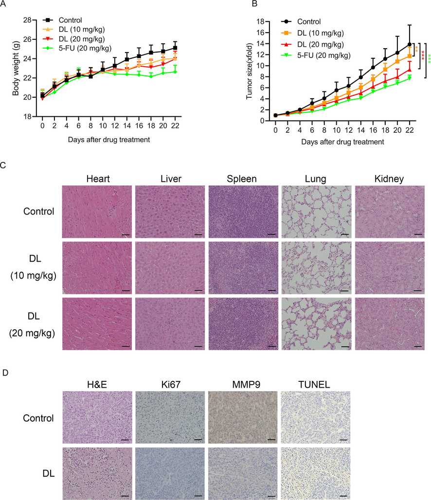 DL inhibited the growth of HepG2 xenograft in mice. Each mouse was injected with 3 × 106 cells/0.2 mL HepG2 cells. Once tumor tissues grew to a volume of approximately 50 mm3, the animals were treated with 10 and 20 mg/kg DL, PBS or 5-FU (20 mg/kg). The body weight (A) and tumor volume (B) of the mice were determined every two days. (C) Representative pictures of H&E-stained liver, heart, lung, kidney, and spleen tissues (20 × magnification). (D) Representative images of tumor tissues showing TUNEL-positive apoptotic cells and in-situ expression of Ki67 and MMP9 (20 × magnification).