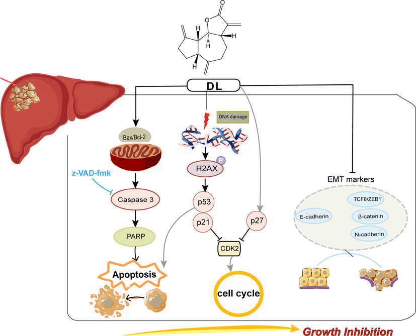 Schematic presentation of the anti-oncogenic effects of DL. DL induced apoptosis and blockage of cell cycle at the G1 stage in the HCC cells via upregulating p53/p21 and p27, and downregulating CDK2. Moreover, DL inhibited the metastatic potential of the HCC cells partly via EMT blockade.