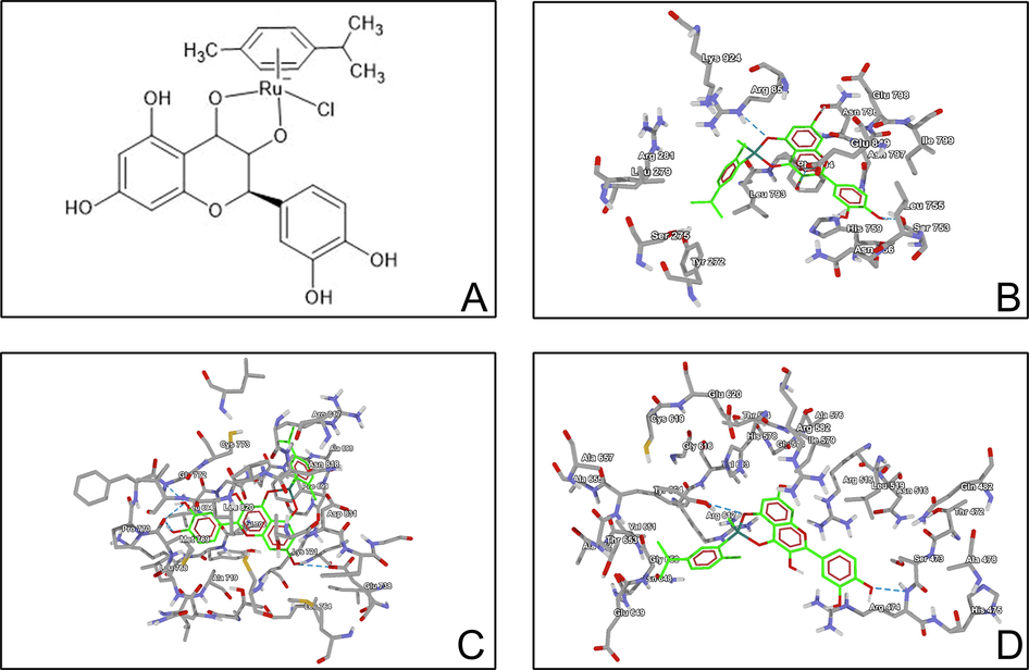 (A) Structure of taxifolin ruthenium-p-cymene complex. Molecular docking study of taxifolin ruthenium-p-cymene complex with (B) PI3K (C) EGFR (D) β-catenin.