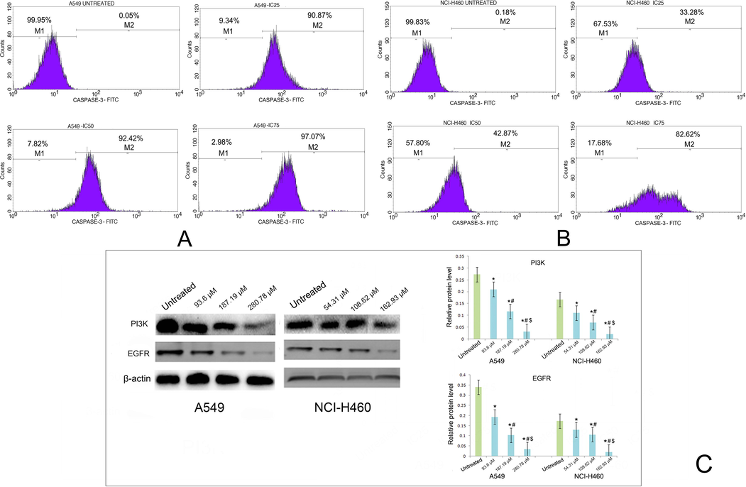 Effect of taxifolin ruthenium-p-cymene complex on the expression of caspase-3 in (A) A549 cells and (B) NCI-H460 cells. (C) Western blot analysis of PI3K and EGFR on A549 and NCI-H460 cells. * represented p < 0.05 as compared to untreated cells. Similarly, # represented p < 0.05 as compared to IC25, $ represented p < 0.05 as compared to IC50. Data represented as means ± SEM from different experiments in triplicate. The results were compared using ANOVA, followed by a Tukey’s multiple comparison post-hoc analysis.