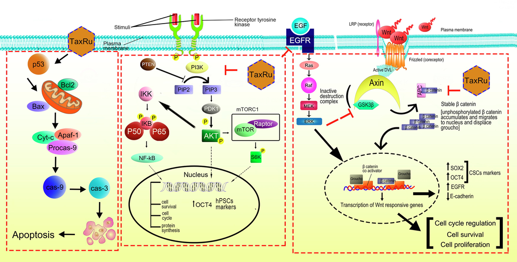 The possible mechanism of action of taxifolin ruthenium-p-cymene complex against lung carcinoma.