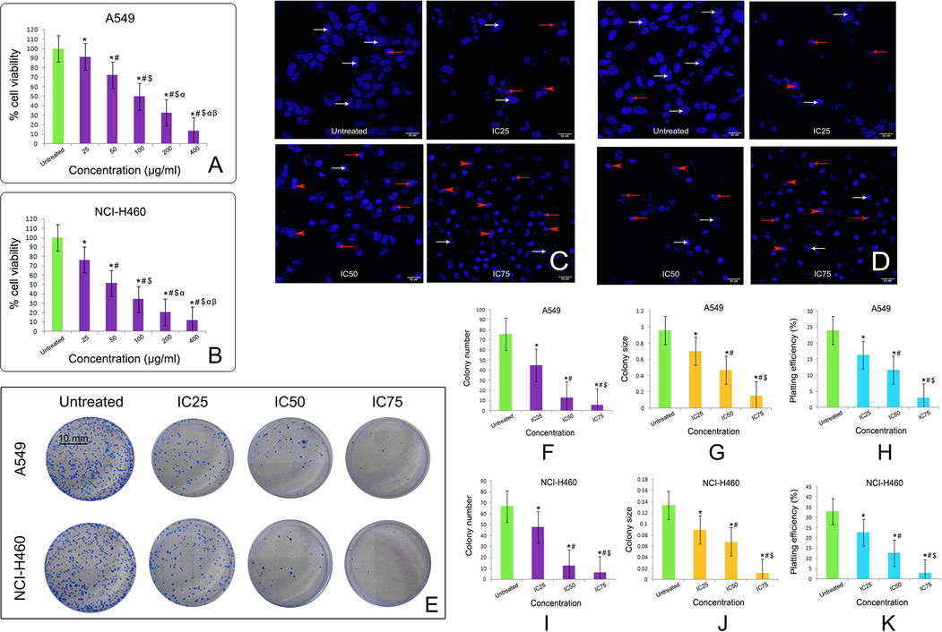 Effect of taxifolin ruthenium-p-cymene complex on the cell viability of (A) A549 cells and (B) NCI-H460 cells at 48 h of incubation. * represented p < 0.05 as compared to untreated cells. Similarly, # represented p < 0.05 as compared to 25 µg/ml concentration, $ represented p < 0.05 as compared to 50 µg/ml concentration, α represented p < 0.05 as compared to 100 µg/ml concentration and β represented p < 0.05 as compared to 200 µg/ml concentration. DAPI staining of (C) A549 cells and (D) NCI-H460 cells after 48 h of taxifolin ruthenium-p-cymene complex treatment denoting viable cells (white arrows), nuclear fragmentations (red arrows) and membrane blebbing (red arrowheads). (E) Clonogenic assay of A549 and NCI-H460 cells after 48 h of treatment with taxifolin ruthenium-p-cymene complex. Quantification of (F) colony number, (G) colony size, and (H) plating efficiency for A549 cells. Quantification of (I) colony number, (J) colony size, and (K) plating efficiency for NCI-H460 cells. * represented p < 0.05 as compared to untreated cells. Similarly, # represented p < 0.05 as compared to IC25, $ represented p < 0.05 as compared to IC50. Quantification of colony number and size was performed using Image J public domain software. Data represented as means ± SEM from different experiments in triplicate. The results were compared using ANOVA, followed by a Tukey’s multiple comparison post-hoc analysis.