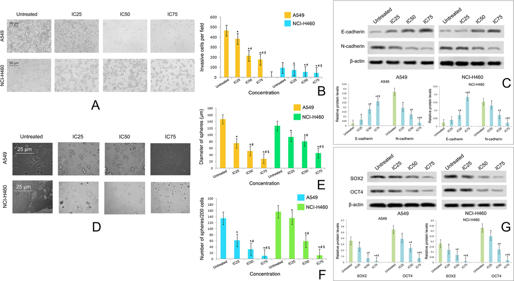 (A) Effect of taxifolin ruthenium-p-cymene complex on the invasion of A549 and NCI-H460 cells at 48 h of incubation (B) Estimation of invasive cells per field (C) Western blot analysis of E-cadherin and N-cadherin on A549 and NCI-H460 cells (D) Effect of taxifolin ruthenium-p-cymene complex on the sphere formation of A549 and NCI-H460 cells at 10 days of incubation (E) Estimation of sphere diameter and (F) Number of spheres per 200 cells (G) Western blot analysis of SOX2 and OCT4 on A549 and NCI-H460 cells. * represented p < 0.05 as compared to untreated cells. Similarly, # represented p < 0.05 as compared to IC25, $ represented p < 0.05 as compared to IC50. Data represented as means ± SEM from different experiments in triplicate. The results were compared using ANOVA, followed by a Tukey’s multiple comparison post-hoc analysis.