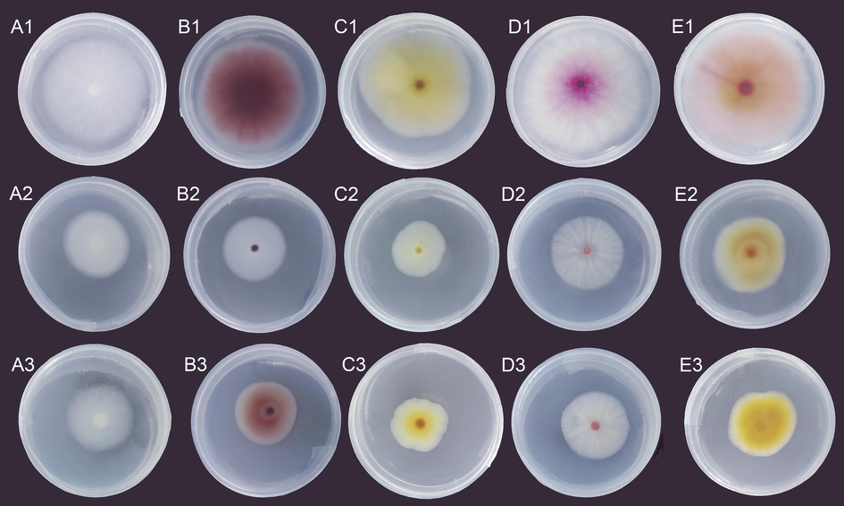 The inhibition patterns for the mycelial growths of the five tested pathogenic fungi and after treated with C. camphora chvar. Borneol essential oil (A2-E2) and nystatin (C3-E3).