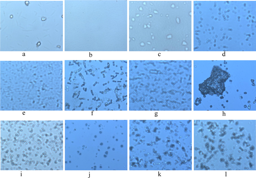 Digital inverted fluorescence microscope (100X) observations of different samples a. CPP, b. CS, c. OEB, d. SPN (1.2 mg/mL), e. SPN (3.0 mg/mL), f. SPN (5.0 mg/mL), g. SPN (10.0 mg/mL), h. SPN (20.0 mg/mL), i. BSPN (pH5.5),j. BSPN (pH1.2)）, k. GBSPN (pH5.5), l. GBSPN (pH1.2). SPN:CS-CPPs nanoparticles, BSPN:OEB-loaded CS-CPPs nanoparticles, GBSPN:OEB-loaded CS-CPPs nanoparticles Cross-linked with Genipin.