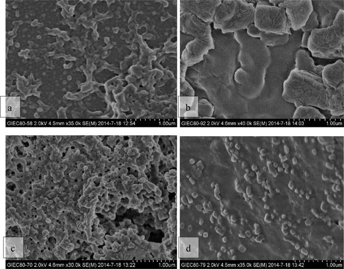 SEM diagram of OEB nanoparticles at different pH values before and after GP crosslinking non-crosslinkeded sample - pH 5.5, (b) non-crosslinkeded sample - pH 1.2, (c) GP crosslinked sample - pH 5.5, (d) GP crosslinked sample - pH 1.2.