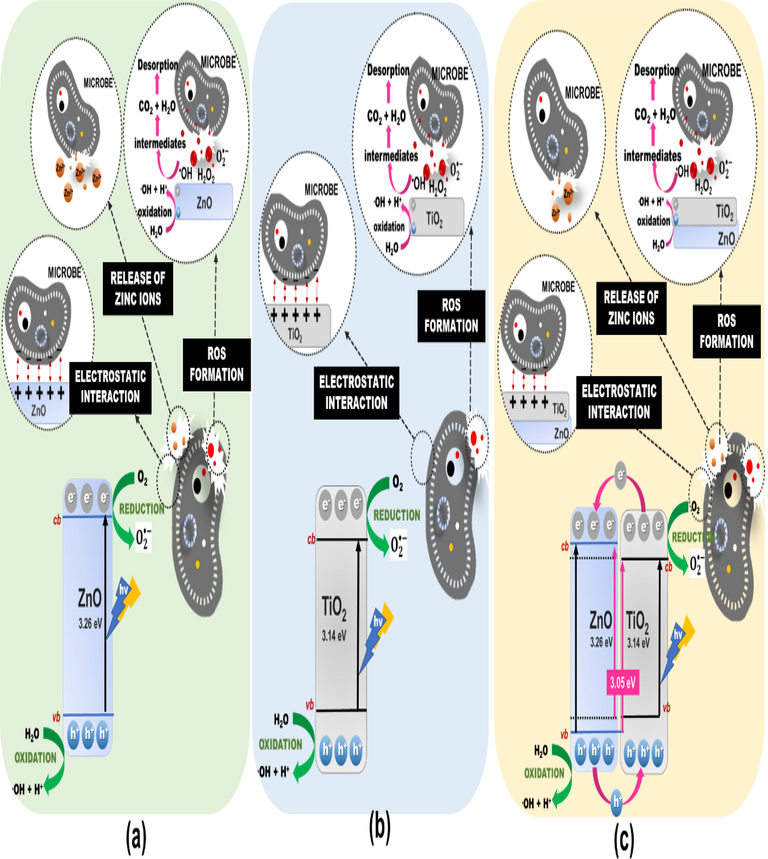 Proposed antimicrobial based photocatalytic mechanism of (a) ZnO, (b) TiO2, and (c) TiO2/ZnO thin films.