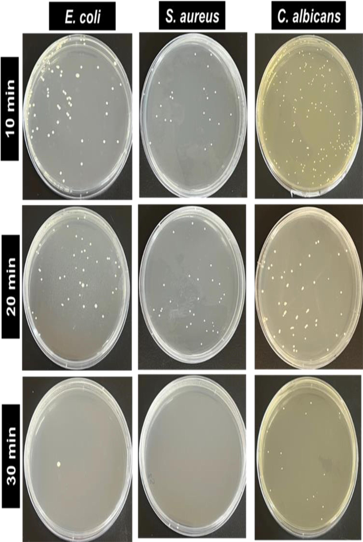 The photograph of viable E. coli, S. aureus and C. albicans during different UV-irradiation times treated with TiO2/ZnO bilayer thin film (thermally oxidized at 550 °C).