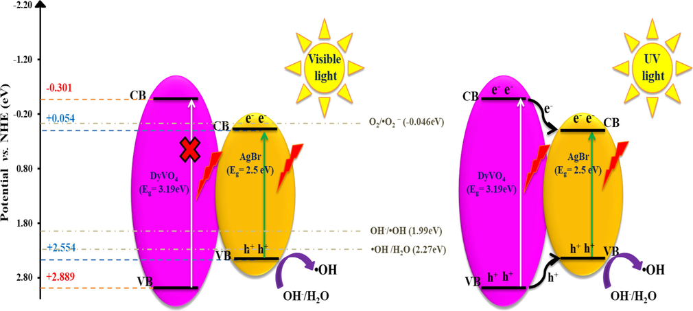 Schematic diagram of photocatalytic reaction over MB in the presence of DyVO4/AgBr nanocomposites under UV and visible light.