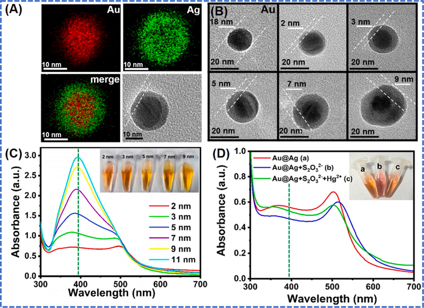 (A) EDS mapping, (B) TEM images, (C) UV–vis absorption spectra, (D) Optical photographs and UV–vis absorption spectra of AuBMNS. The AuBMNS were prepared by seed-mediated method by using 20 mL of pre-formed Au NPs. The AuNPs were added into 3 mL of 0.1 M ascorbic acid at room temperature under magnetic stirring. Then, optimized volume of 1 mM AgNO3 was dropwise (30 s for each drop) added into the above reaction mixture. The average size of the prepared AuBMNS was 18 nm and the shell thickness of core–shell AuBMNS was controlled by adjusting volume of metal precursors. The AuBMNS with a shell textures of 2, 3, 5, 7, 9 and 11 nm were produced by applying different metal volumes (from 2 to 11 mL and 1 mM) of metal precursor. Reprinted from Wang et al., 2021a @Copyright 2021, with permission from Elsevier.