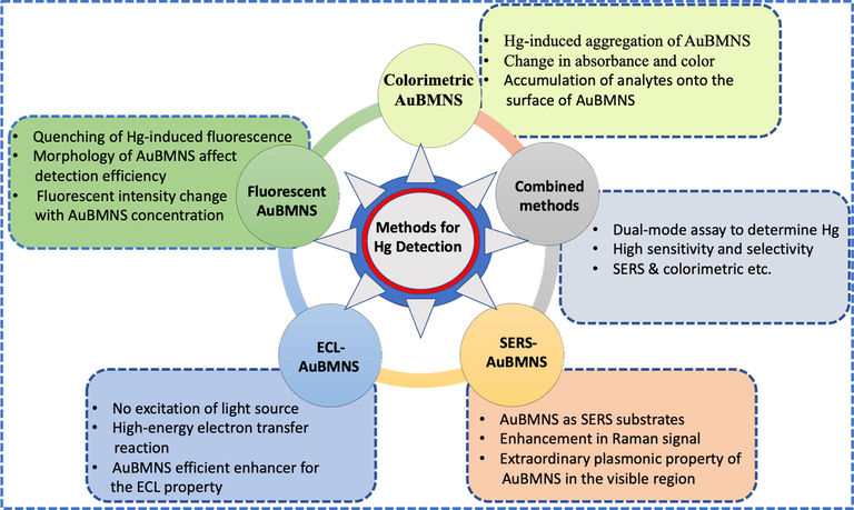 Overview of the frequently applied detection methods for AuBMNS-based Hg detection. AuBMNS have been applied in colorimetric, fluorescence, electrochemical and SERS detection of Hg. These methods can be applied in combination to improve the sensitivity and selectivity towards Hg detection.