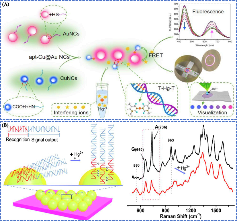 (A) Aptamer-modified AuBMNS based ratio-metric fluorescent probe for Hg2+ detection in Porphyra. The NPs were uniformly-dispersed in solution in the absence of Hg2+, while accumulated together due to the formation of thymidine-Hg-thymidine (T-Hg-T) structure upon the addition of Hg2+. This resulted in the changes (visible to naked eye) in their fluorescence signals due to FRET. Finally, Hg2+ were detected ranging from 0.1 to 9.0 μM by the proposed fluorescence system with the LOD of 4.92 nM. Reprinted from Shi et al., 2021 @Copyright 2021, with permission from Elsevier. (B) The label-free SERS sensor was based on the formation of T-Hg-T bonds and the consequent alignment of DNA on the surface of Au shell. The consecutive T acted as the Hg2+ identification elements, and the segment with guanine and adenine (G and A) bases served as the signal reporters. When Hg2+ interacted with the T, it resulted in the enhancement of Raman intensity and allowed to measure low level of Hg2+ in aqueous solution. Based on the label-free SERS sensor, Hg2+ was determined within a wide concentration range from 1 × 10-8 to 1 × 10-3 M. Reprinted from Lu et al., 2018 @Copyright 2018, with permission from Elsevier.