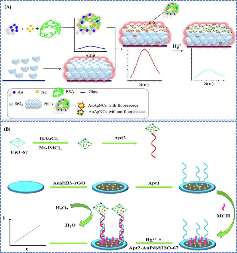 (A) Hg detection based on fluorescent AuBMNS. BSA functionalized spherical Ag@Au nanoclusters of size 3 nm synthesized via chemical reduction were used to detect Hg in aqueous solutions by using fluorescence mechanism. The fluorescence intensity of the AuBMNS was enhanced up to 8.0-fold by PhCs relative to the control sample (no PhCs) and LOD of 0.35 nM was obtained. Reprinted from Liu et al., 2020 @Copyright 2020, with permission from Elsevier. (B) AuPd@UiO-67 were used as signal enhancer for sensing Hg2+. Au NPs were fabricated on HS-rGO to obtain a thin layer of Au@HS-rGO. The Apt1, as substrate strand, was modified on the system via Au-S bond. The Apt2, as signal strand, was fabricated on the sensing system in the presence of Hg2+. The Apt2 was modified with AuPd@UiO-67 nano-zyme, which showed catalase-like activities to catalyze H2O2 and produced electrical signal. When Hg2+ concentration was increased, the amount of fabricated Apt2-AuPd@UiO-67 increased and resulted in the enhancement of current response. The concentration of Hg2+ was found linear with current responses. The organized electrochemical apta-sensor showed a wide linear range (1.0 nmol/L to 1.0 mmol/L) along with LOD of 0.16 nmol/L. Reprinted from Wang et al., 2022a, 2022b, 2022c, 2022d, 2022e @Copyright 2022, with permission from Elsevier.