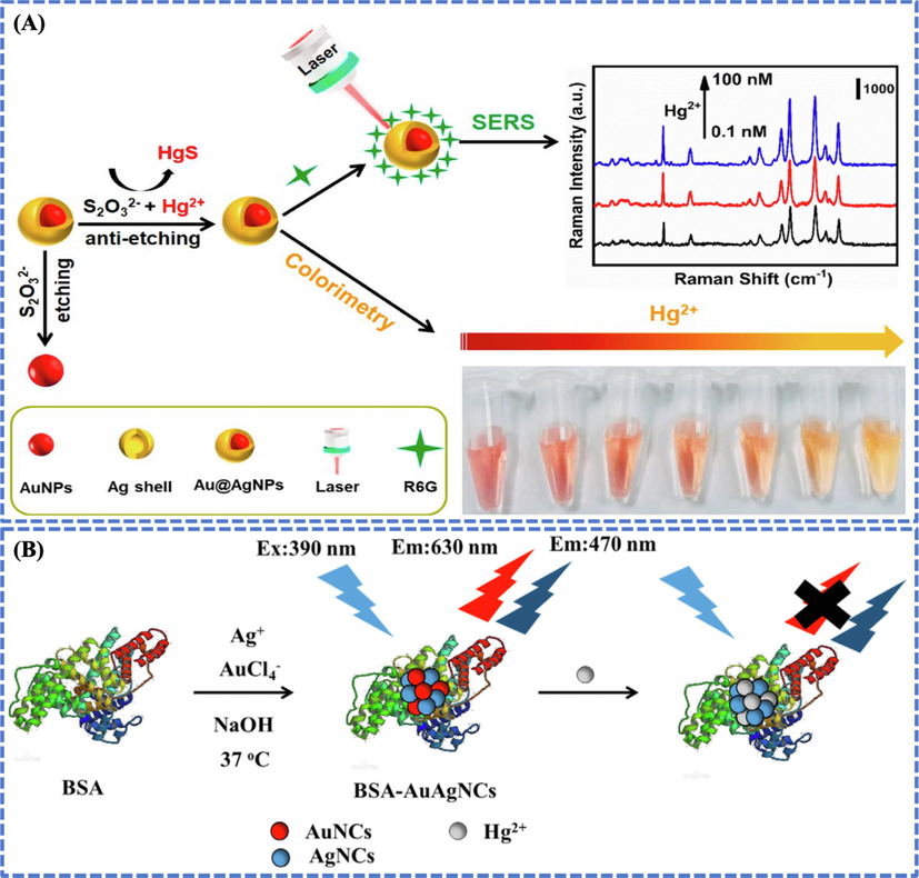 (A) Spherical Au@Ag NPs (of size 18 nm) were prepared by seed mediated reduction method and applied as colorimetric and SERS dual-mode sensor for Hg detection in real water and Chinese medicines. The Raman intensity and UV–vis absorption increased when the silver shell was etched by S2O32−. The LOD was 0.2 μM and 2 μM through the UV–vis spectroscopy and naked eye, respectively. The LOD of SERS technique was 0.1 nM with a linear regression for the concentration of Hg2+ (0.1 nM−1 μM). Reprinted from Wang et al., 2021b @Copyright 2021, with permission from Elsevier. (B) Irregular shaped (5 nm) BSA stabilized Au@Ag NPs were prepared by one step green method and applied for the detection of Hg in fish and rice samples. The fluorescence of the Au@Ag NPs was rapidly and significantly quenched by interacting with Hg. When Hg was introduced into the sensing system, an obvious fluorescence quenching was observed and fluorescence color changed from red to pale blue. The observed quenching phenomenon was attributed to the formation of Hg-Au bond. A relative standard deviation (RSD, n = 7) of 0.7% at 50 μg L-1 Hg2+ concentration was achieved by applying a commercial fluorescence spectrophotometer and LOD of 2.2 μg L-1 was obtained. In visual sensing, Hg2+ was detected up to 10 μg L-1 from the blank with naked eye. Reprinted from Dai et al., 2018 @Copyright 2018, with permission from Elsevier.