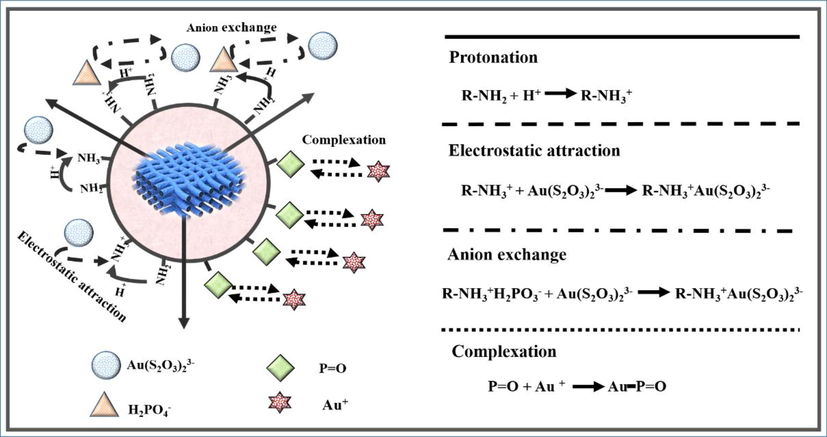 Scheme for the mechanisms of Au(S2O3)23– adsorption by PAN-NP.