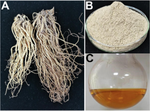 (A) The root part of P. diversifolia. Its powder (B). (C) Its essential oil is extracted by the SDE method.