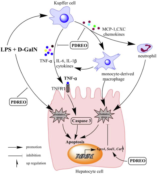 Schematic diagram of the protective mechanism of PDREO on LPS/D-GalN-induced ALI.