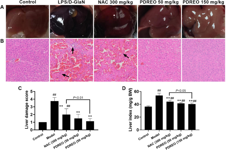 Effects of PDREO on (A) liver morphology, (B) liver histopathology, (C) the liver damage score, and (D) the liver index. Data are expressed as mean ± SD (n = 8). ##P < 0.01 vs. control group; **P < 0.01 vs. model group.