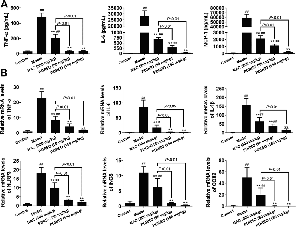 Anti-inflammatory effects of PDREO. (A) Serum levels of inflammatory cytokines. (B) Expression levels of inflammatory genes in liver. Data are expressed as mean ± SD (n = 8). ##P < 0.01 vs. control group; **P < 0.01 vs. model group.