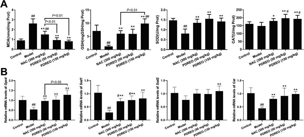 Inhibition of PDREO on oxidative stress induced by LPS/D-GalN. (A) MDA and GSH contents and SOD and CAT activities in liver tissue. (B) Normalized mRNA levels of Gpx4, Sod1, Sod2, and Cat in liver tissue. Data are expressed as mean ± SD (n = 8). #P < 0.05, ##P < 0.01 vs. control group; *P < 0.05, **P < 0.01 vs. model group.