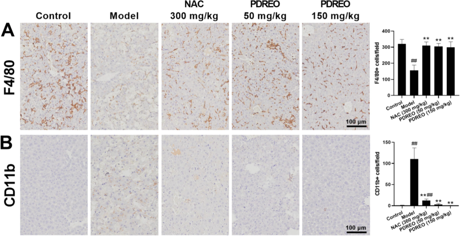 Effects of PDREO on the number of resident and infiltrating macrophages in the liver. Immunohistochemical staining for (A) F4/80 + and (B) CD11b + cells. Cells were quantified using IPP9.0. Data are expressed as mean ± SD (n = 8). ##P < 0.01 vs. control group; **P < 0.01 vs. model group.