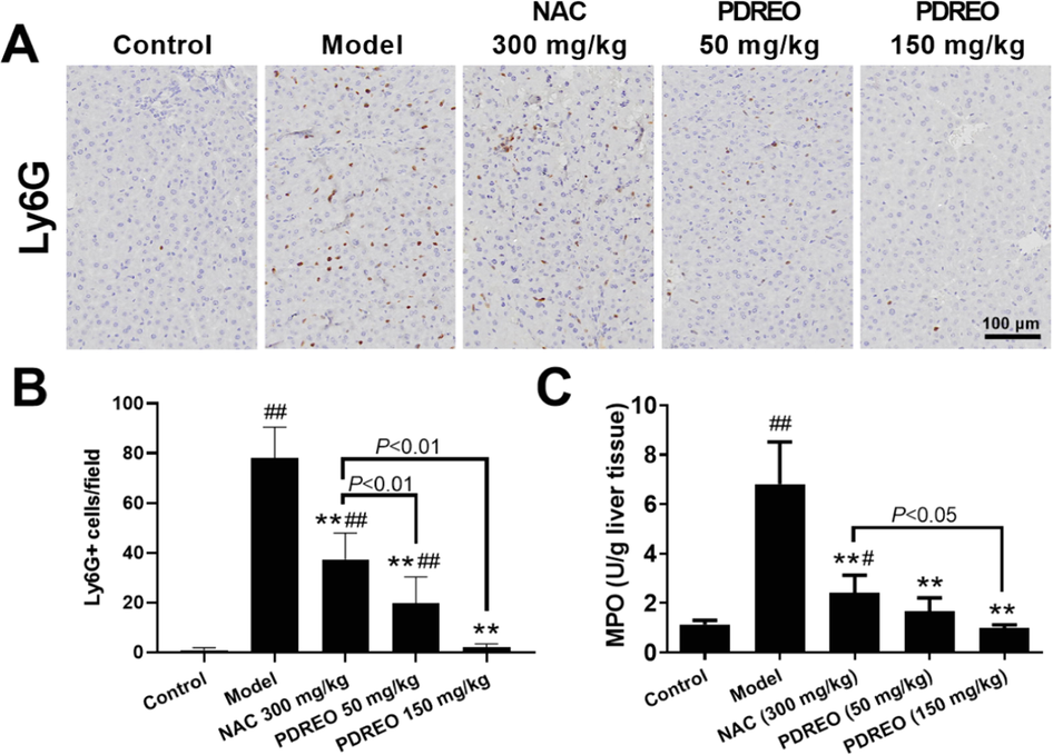 Inhibitory effects of PDREO on neutrophil infiltration. (A) Immunohistochemistry of Ly6G + neutrophils. (B) Quantification of the results in (A). (C) MPO activity in liver tissues. Data are expressed as mean ± SD (n = 8). #P < 0.05, ##P < 0.01 vs. control group; **P < 0.01 vs. model group.