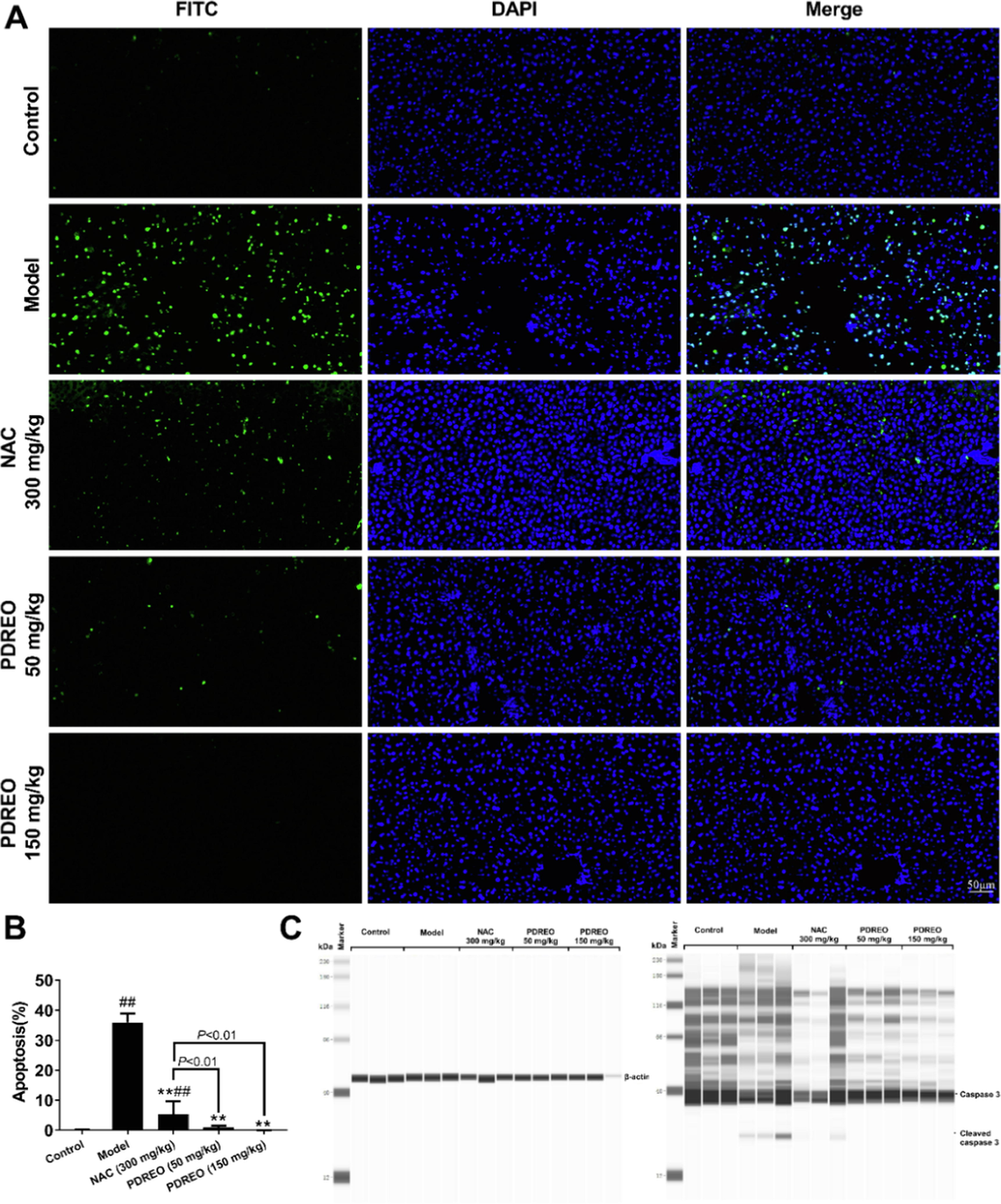 Inhibitory effects of PDREO on LPS/D-GalN-induced apoptosis in acute liver injury. (A) TUNEL staining of apoptotic cells (FITC and DAPI double positive cells). (B) Quantification of the results in (A). Data are expressed as mean ± SD (n = 8). #P < 0.05, ##P < 0.01 vs. control group; **P < 0.01 vs. model group. (C) Western blot analysis of caspase 3 and cleaved caspase 3 (n = 3).