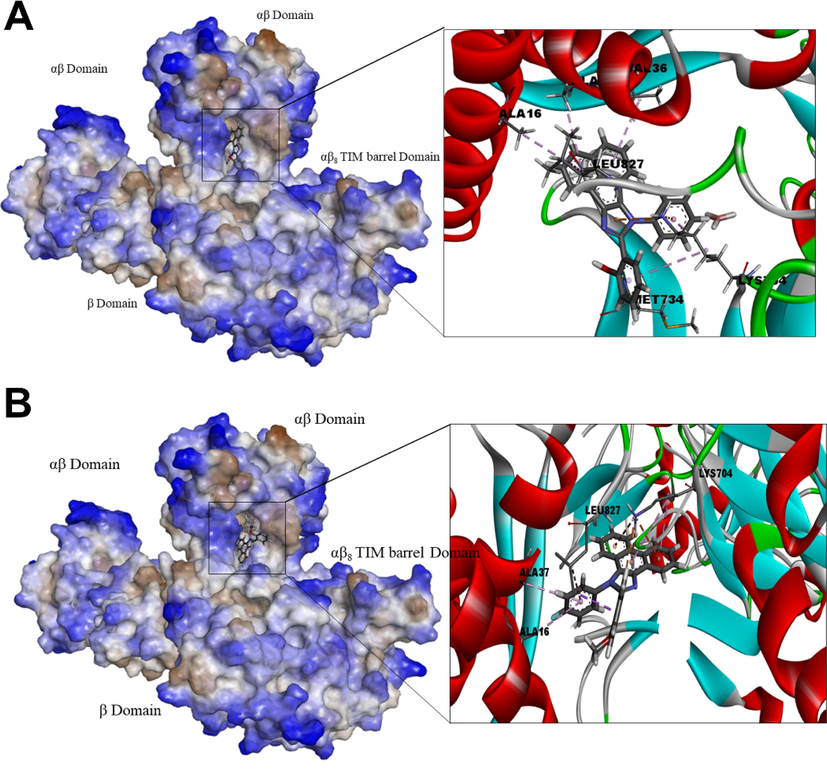 Jack bean (Canavalia ensiformis) urease docked with POMPI-F (A), and AHPI-Br (B). Surface representation of the protein structure displays ligand bound in the active site cavity of the receptor (left) and 3D interaction of ligand and receptor showing key interactions (right).