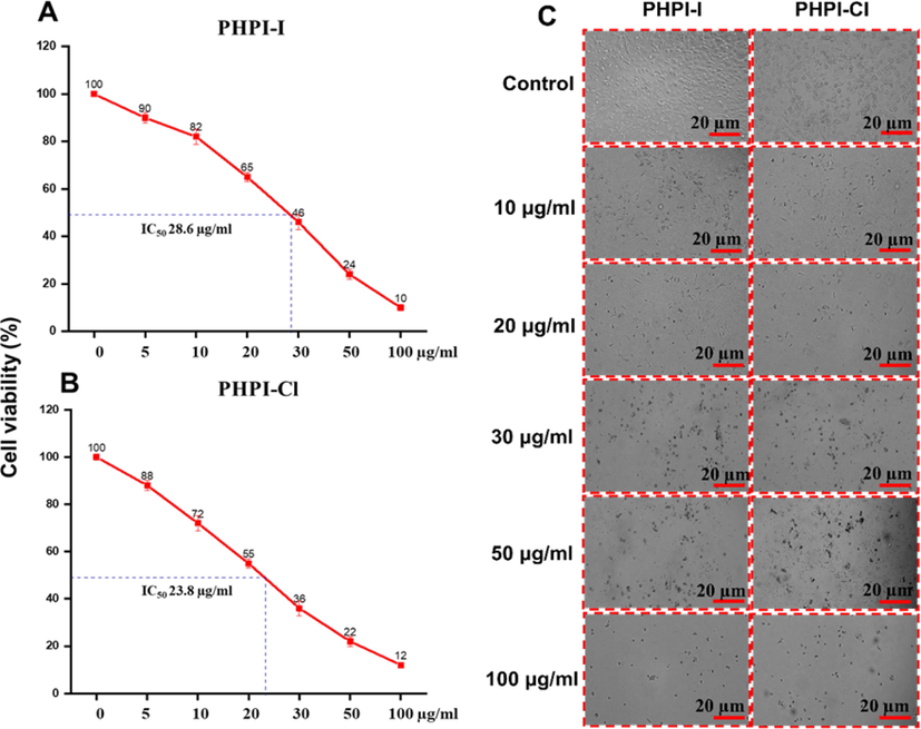 Cell viability and morphological changes with or without PHPI or PHPI-CI treatment. A. PHPI-I treatment, B. PHPI-CI treatment, and C. Morphological characteristics of AGS cell lines were observed in a dose dependent manner with or without PHPI-I or PHPI-CI treatment. The experiment was carried out independently in triplicates and the represented images were shown.