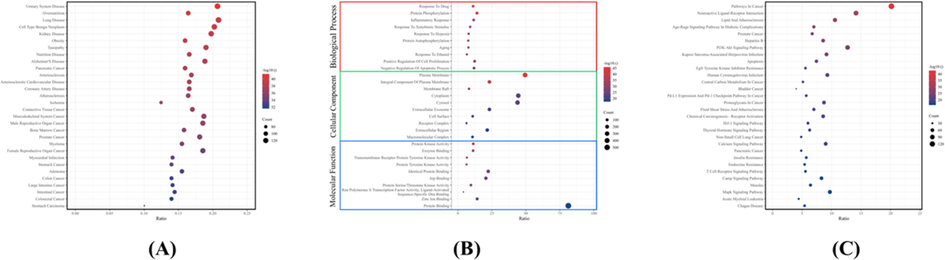 Enrichment analysis of target proteins. (A) DO disease enrichment analysis. (B) GO functional enrichment analysis. (C) KEGG pathway enrichment analysis. The abscissa ratio in the figure represented the percentage of the number of proteins enriched in each term or pathway to the total core target proteins, and the ordinate was the enriched term or pathway.
