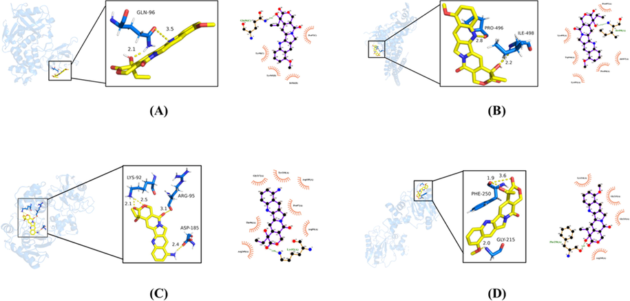 Molecular docking between active components in P. odoratum and core target proteins of T2DM disease. (A) 9-Methoxycamptothecin and STAT3. (B) 9-Methoxycamptothecin and HIF1A. (C) 9-Aminocamptothecin and MMP9. (D) 9-Methoxycamptothecin and MMP9. Yellow dotted lines indicated hydrogen bonds, while the numbers indicated bond lengths.