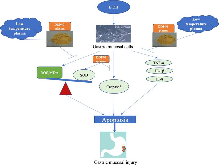 Low-temperature plasma improves the protective process of DP40 against ethanol induced gastric mucosal injury (→: activation, ┤: inhibition),