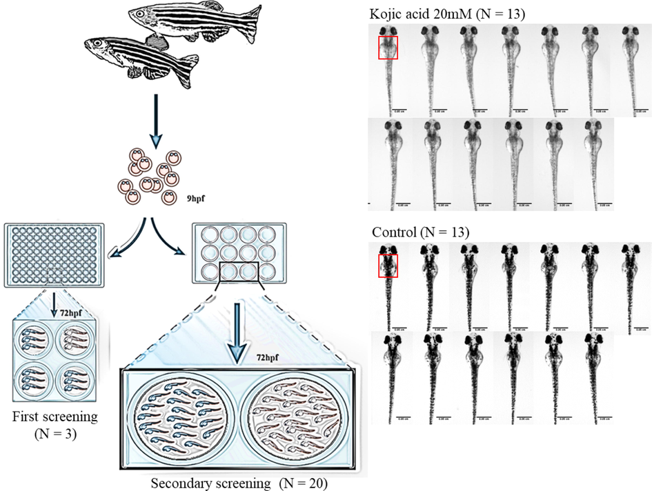 The flow diagram of zebrafish model. Three and twenty eggs were used in the first and secondary screening, respectively. 20 mM kojic acid was used as positive control. Melanin content within a fixed area (red square) was determined, and data of 13 zebrafish (N = 13) were used for statistical analysis.