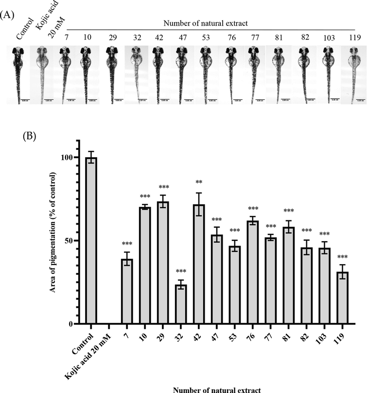 The whitening effect of natural extracts at high concentration (10 mg/mL) (A) Scale of zebrafish photo = 0.05 cm. (B)The area of pigmentation of zebrafish treated with the extracts. Results were expressed as % of control (100%) and mean ± SEM, N = 13, * p-value < 0.05, ** p-value < 0.01, *** p-value < 0.001.