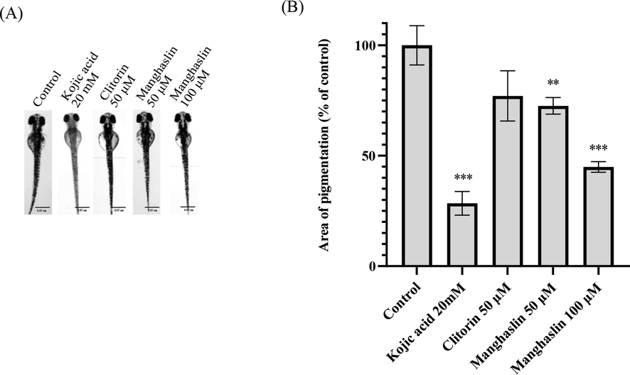 The whitening effect of clitorin and manghaslin. (A) Scale of zebrafish photo = 0.05 cm. (B)The area of pigmentation of zebrafish. Results were expressed as % of control and mean ± SEM, N = 8, * p-value < 0.05, ** p-value < 0.01, *** p-value < 0.001.