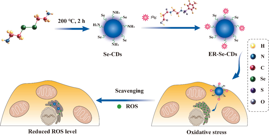 Schematic illustration of the preparation of ER-Se-CDs and its utilization in diminishing ROS in ER.