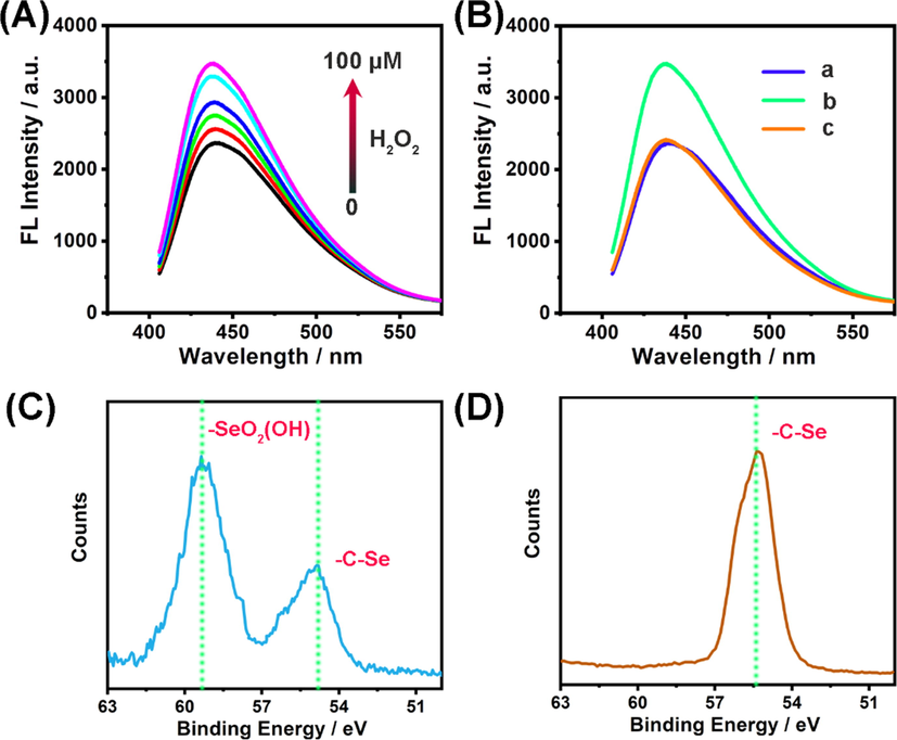 (A) Fluorescence response of Se-CDs (20 μg·mL−1) to various amounts of H2O2 (From bottom to up: 0, 20, 40, 60, 80, and 100 μM). (B) Redox-responsive fluorescence of Se-CDs: (a) Se-CDs (20 μg mL−1); (b) Se-CDs (20 μg mL−1) + H2O2 (100 μM); (c) Se-CDs (20 μg mL−1) + H2O2 (100 μM) + glutathione (1.0 mM). (C) High-resolution XPS spectrum of Se3d in Se-CDs reacted with H2O2. (D) High-resolution XPS spectrum of Se3d in Se-CDs reacted with H2O2 and glutathione.