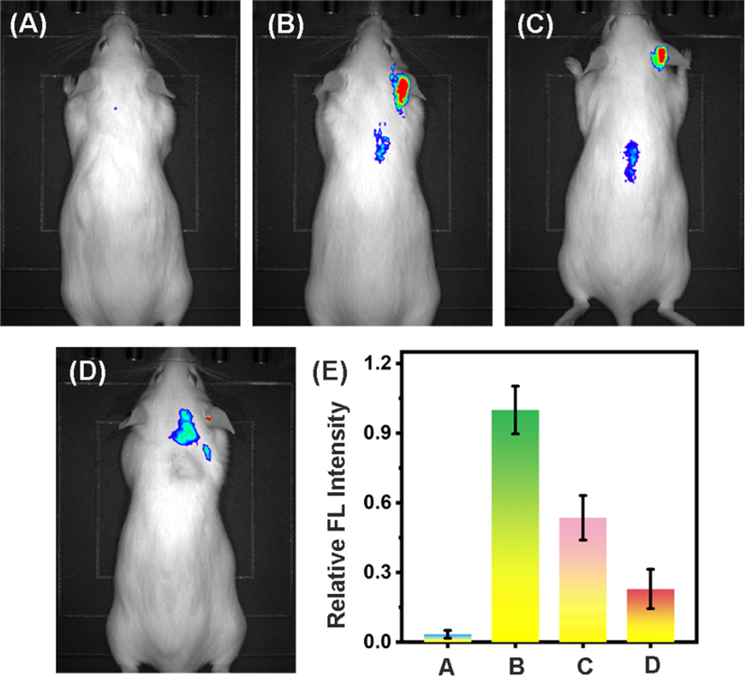 (A) In vivo fluorescence imaging of mouse solely treated with DCFH-DA (1 mM, 50 μL) in the right ear region. (B) In vivo fluorescence imaging of mouse sequentially treatment with PMA (100 μg·mL−1, 50 μL) and DCFH-DA (1 mM, 50 μL). (C) In vivo fluorescence imaging of mouse orderly treated with PMA (100 μg·mL−1, 50 μL), ER-Se-CDs (20 μg·mL−1, 100 μL), and DCFH-DA (1 mM, 50 μL). (D) In vivo fluorescence imaging of mice sequentially treated with PMA (100 μg·mL−1, 50 μL), ER-Se-CDs (40 μg·mL−1, 100 μL), and DCFH-DA (1 mM, 50 μL). Each group contains five mice. (E) Relative fluorescence intensity in panel A–D. All the fluorescence intensities were compared to panel B, which was normalized to 1.0.