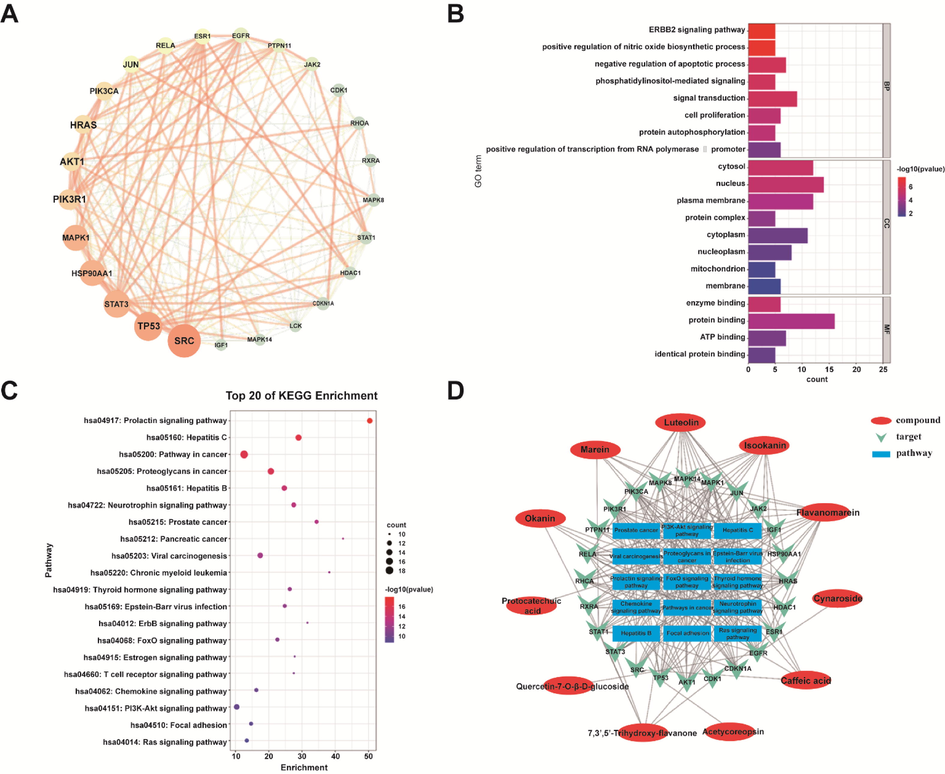 Network pharmacological prediction of CT in the treatment of T2DM. (A) Core targets and interaction relationship of CT in the treatment of T2DM. (B) Top 20 GO enrichment analysis. (C) Bubble diagram of KEGG signaling pathway. (D) “Active Ingredient-Core Target-Key Pathway” Network.