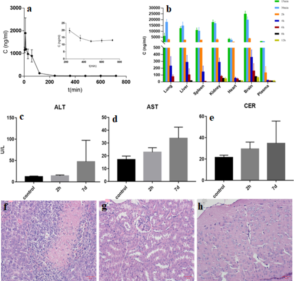 (a) Blood concentration–time curve after intraperitoneal administration in mice (n = 5). (b) Histogram of 4-CEC concentration changes in each tissue of mice after intraperitoneal injection. ALT (c), AST (d) and CER (e) levels in mice serum (Mean ± SEM, Control: saline control group; 7d: 4-CEC administration for 7 days group; 2 h: 4-CEC administration for 2 h group). HE staining of the 7-day administration group (f) liver (g) kidney (h) brain.